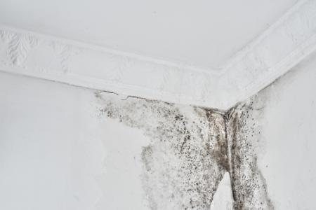 Mold Remediation