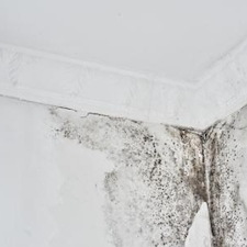 Mold Remediation